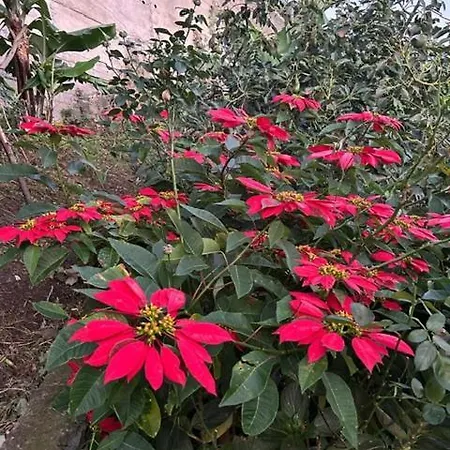 Casa Miguel 마치코