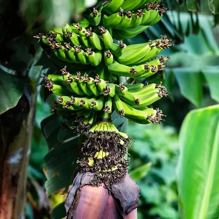 Nyaraló Casa Miguel *