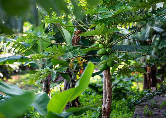 Casa Miguel * מצ'יקו